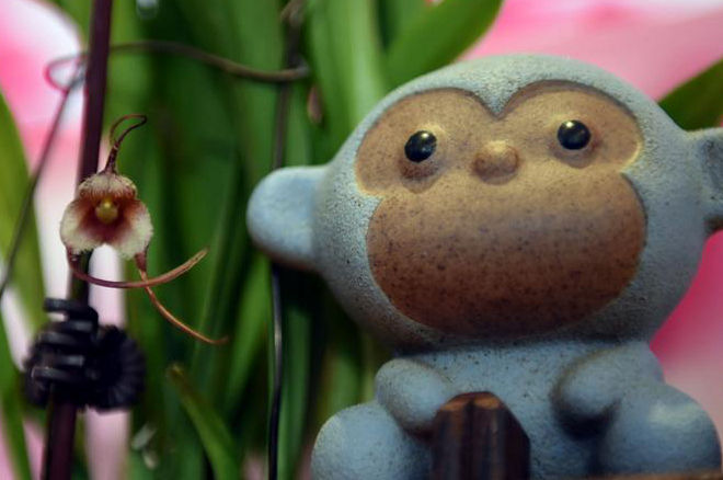 &ldquo;猴脸&rdquo;兰花亮相香港新春花展发布会