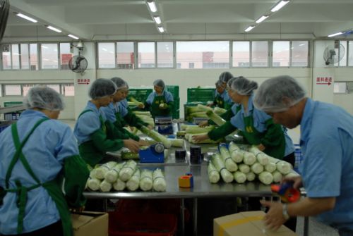 深圳蔬菜基地员工证在精心挑选供港蔬菜。魏东升 摄