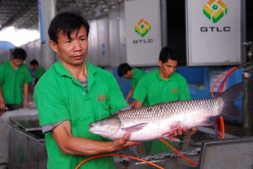 佛山供港活鱼基地。魏东升 摄